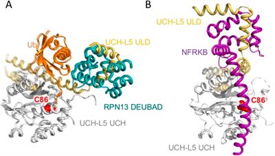 Functional dynamics of human ubiquitin C-terminal hydrolases